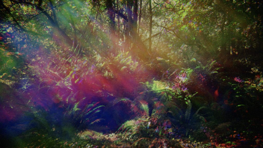 Look Then Below, 2019 Ben Rivers This is a still image taken from a 16mm film by Ben Rivers called Look Then Below. The image is of a forest and contains tree trunks, ferns and the forest floor. The still image is overlaid with a colourful light filter of pink, blue and green which blurs the forest behind.