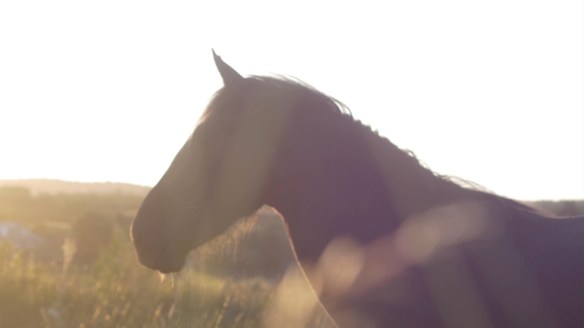 An Lucht Siúil (The Walking People), 2020 Mark Garry A still image taken from a film called Lucht Siúil (The Walking People) made by Mark Garry. The image is of a horse seen from the side stood in a field. Only the head and shoulders are visible and the field behind is blurred by the summer light.